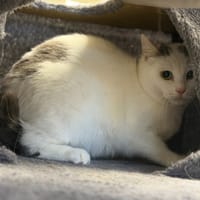 PIZZA, chatte à adopter