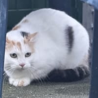 Raclette, chatte à adopter
