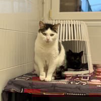 Thaly, chatte à adopter