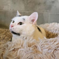 OREO, chat à adopter