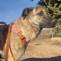 DANA, chienne à adopter