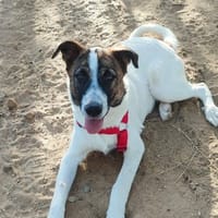 DANY, chien à adopter