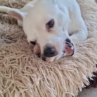 Poupi petite chihuahua câline, chienne à adopter