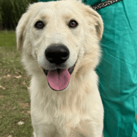 Winnie, female dog to adopt