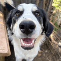 Pippa, female dog to adopt