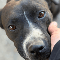 Molly, female dog to adopt