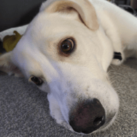 Cheerio, dog to adopt