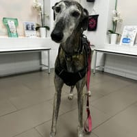 MAGICO, chien à adopter