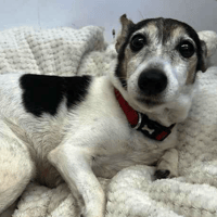 Tinks, female dog to adopt