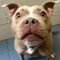 Wee Willow, female dog to adopt