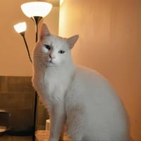 CAPTAIN COOK, chat à adopter