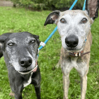 Bamboo and Fushia, dog to adopt