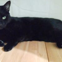 Tatsumi, chat à adopter
