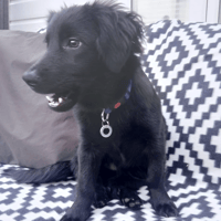 Morgan, dog to adopt