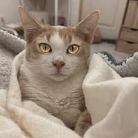 ELBO, chat à adopter