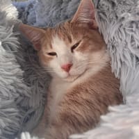 ELBO, chat à adopter