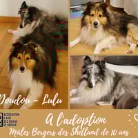 Doudou et Lulu, chien à adopter