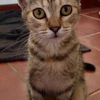🐾  Aziza, femelle X européen, née le 05/05/2025🐱, chatte à adopter