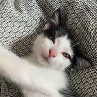 🐾  Athéa, femelle X européen née le 05/09/2025🐱, chatte à adopter