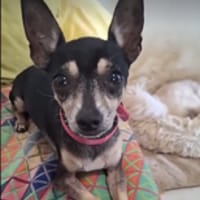 Ziggy, l'adorable petit Pinscher, chien à adopter