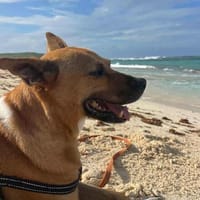 La TENDRE LUCY, chienne à adopter