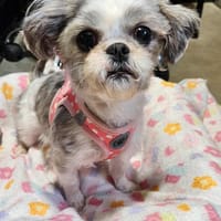 Frizzle, chienne à adopter