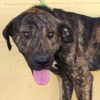 ANDY (Maria), chien à adopter