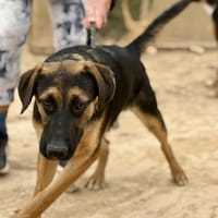 LEO (Maria), chien à adopter