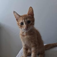 🐾 À L’ADOPTION – SIMBA, petit aventurier au pelage flamboyant ! 🐾, chat à adopter