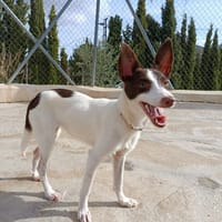 XISCA (union animal), chienne à adopter