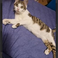 Alba, chatte à adopter