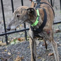 FANDANGO, chien à adopter