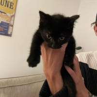 Krokmou, chatte à adopter
