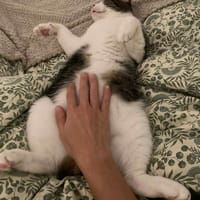 Miloé, chat à adopter