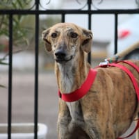 GONDOLA, chienne à adopter