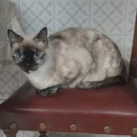 Alma, chatte à adopter