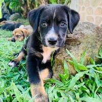 FIDJI, chienne à adopter