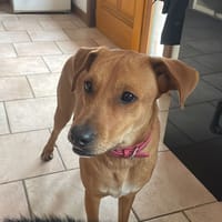 CHOUPY, chien à adopter