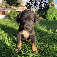 MADA, chien à adopter