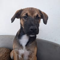 NAMEA, chienne à adopter