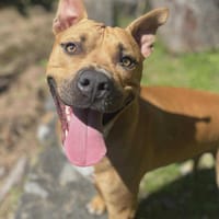 Omy, mâle croisé berger, né le 31/01/2024🐶, chien à adopter