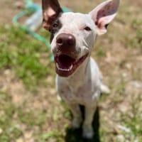 Neo, mâle croisé berger, né le 01/01/2025 🐶, chien à adopter