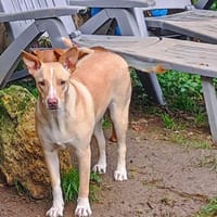 Gribouille, femelle croisée berger, née le 25/10/2024, chienne à adopter