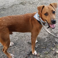 Frisky, mâle X croisé berger , né le 01/04/2025, chien à adopter