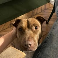 Brooklyn, femelle, Berger X Staffordshire Terrier (Décatégorisée par diagnose), née le 20/04/2022, chienne à adopter