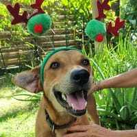 Bonny, femelle X berger, née le 28/11/2024, chienne à adopter