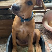 Barton, mâle croisé berger, né le 15/06/2025 🐶, chien à adopter