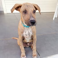 ATCHI, chien à adopter