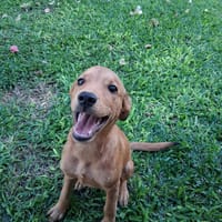 Ynook, mâle X croisé berger né le 06/09/2025, chien à adopter