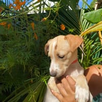 Tyna, femelle X croiser berger , née le 15/08/2025, chienne à adopter